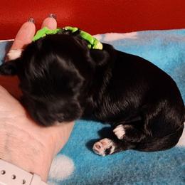 Gucci - Black and white male Shichon puppy in Imperial, Missouri from Shichon Teddybear  puppies of Miss
