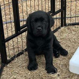 Yellow Boy - Black male Labrador Retriever puppy in Melissa, Texas from Westport Labradors