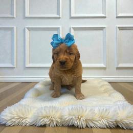 Teal female - Dark golden female Golden Retriever puppy in Baytown, Texas from Golden Tails of Texas