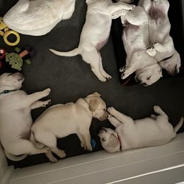 Labrador Retriever Puppies from Lucy’s Labradors