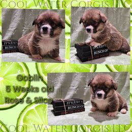 Goblin - Red male Pembroke Welsh Corgi puppy in Kiowa, Colorado from Cool Water Corgis LLC