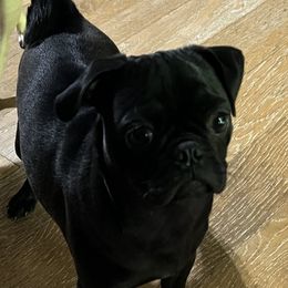 Kobe - Pug