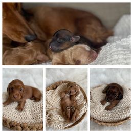 Dachshund puppies from Woodland Doxies