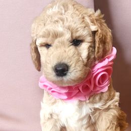 Penelope - Cream Goldendoodle puppy in Richmond, Virginia from Highland Grove Doodles, LLC