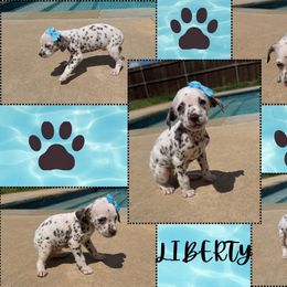 Liberty - White and liver brown female Dalmatian puppy in Waxahachie, Texas from Tiff’s Dalmatian Plantation