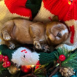 Girl 3 - Blenheim female Cavalier King Charles Spaniel puppy in Columbus Ga, Georgia from Sweet Southern Cavaliers