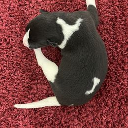 Klinton - White and black male Whippet puppy in West Plains, Missouri from Sycamore Ridge Puppies