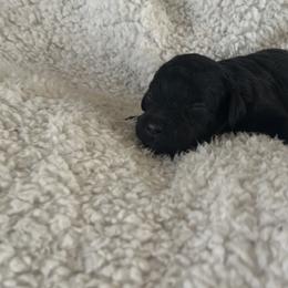 Pepper - Black male Goldendoodle puppy in Waynesboro, Virginia from Forest Creek Kennel