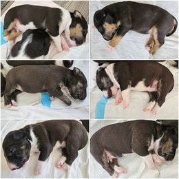 Miniature Bull Terrier Puppies from Mini Bull Lane