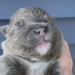 Annabelle - Blue female Pomeranian puppy in Hooksett, New Hampshire from Granite State Pomeranians