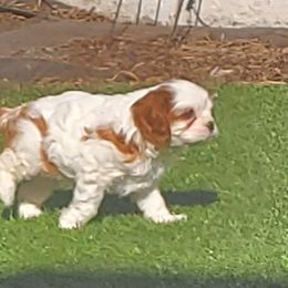 Cavalier King Charles Spaniel Puppies from McKenna Cavaliers