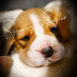 Beagle and German Shepherd Puppies from Synastry Beagles