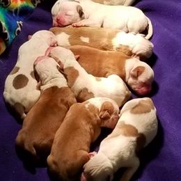 American Bulldog and French Bulldog Puppies from Blackwell's American & French Bulldogs