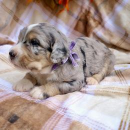Cookie (Purple Bow) - Merle female Bernedoodle puppy in Middlesex, North Carolina from Willow Springs Doodles & Berners