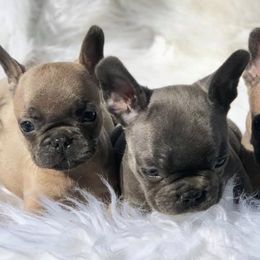 French Bulldogs from Cali Frenchies