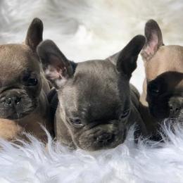 French Bulldogs from Cali Frenchies