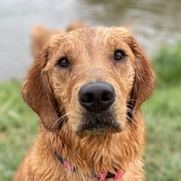 Golden Retrievers from Wishaw Whisky Golden Retrievers