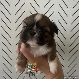 Otis - Sable male Shih Tzu puppy in Walkertown, North Carolina from Lil’ Bit’s Shih Tzu