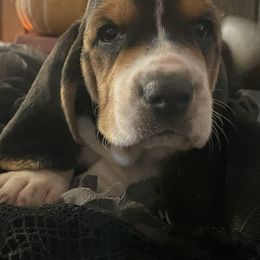 Basset Hound Puppies from Rain and Snow Bassets
