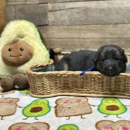 Blue - Yadi - Black and red male German Shepherd puppy in Iola, Wisconsin from Aus Hütehunde German Shepherds