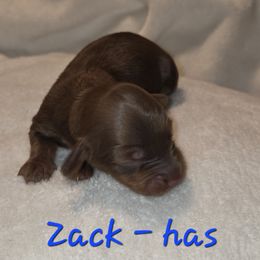 Zack - Chocolate male Dachshund puppy in Mobile, Alabama from Mobile Mini Dachshunds