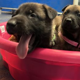 Pink Collar - Yellow female Dutch Shepherd puppy in Sierra Vista, Arizona from KnightWatch K-9