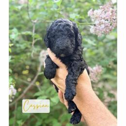 Caspian - Black male Poodle puppy in Detroit Lakes, Minnesota from Pickerel Pups