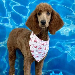 Copper - Poodle