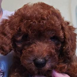 Lily - Red  female Poodle puppy in Windom, Texas from Wild Farm Puppies