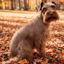 Lexie - Miniature Schnauzer