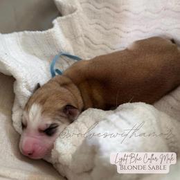 Rio - Red and white male Siberian Husky puppy in Lodi, California from Wolves with Amor