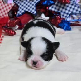 Black Boy (blue) - Black and white male Japanese Chin puppy in Tulsa, Oklahoma from Locust Creek Pugs & Japanese Chin's