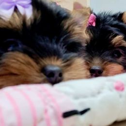 Yorkshire Terrier Puppies from Twilights Yorkies FL
