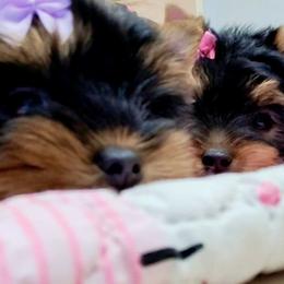 Yorkshire Terrier Puppies from Twilights Yorkies FL