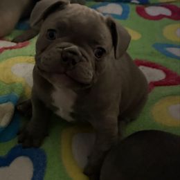 Colossal - Blue male French Bulldog puppy in West Hempstead, New York from Long Island Frenchie