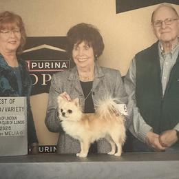 Nick - Chihuahua