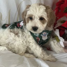 Lola - Parti female Goldendoodle puppy in Waynesboro, Virginia from Forest Creek Kennel