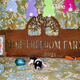 Dachshund, Giant Schnauzer, and Miniature Schnauzer Puppies from Finke Freedom Farm