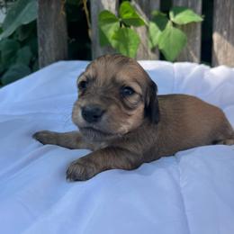 Light shaded cream girl - Cream female Dachshund puppy in Ely, Iowa from Cedar River Mini Dachshunds