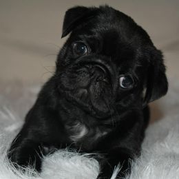 Pugs from Tracy's Pugs