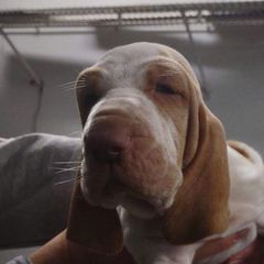 Chug - White and orange Bracco Italiano puppy in Brevard, North Carolina from Archwood Kennels