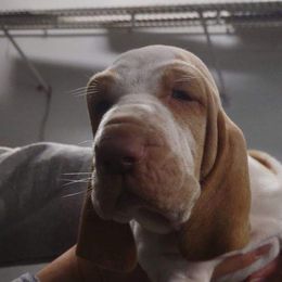 Chug - White and orange Bracco Italiano puppy in Brevard, North Carolina from Archwood Kennels