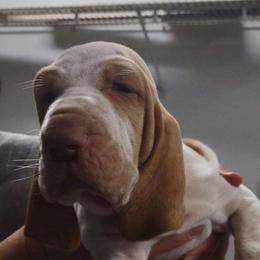 Chug - White and orange Bracco Italiano puppy in Brevard, North Carolina from Archwood Kennels