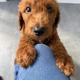 Bruno - Red  male Poodle puppy in Cape Coral, Florida from Katherine’s Yorkies and Poodles