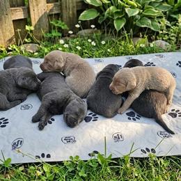 Girl 4 - Charcoal female Dilute Retriever puppy in Swanton, Ohio from SilverWater Labs
