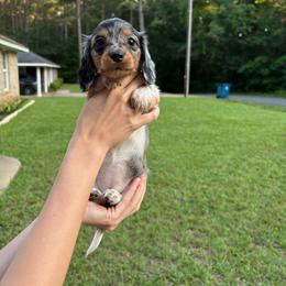 Patsy - Dapple female Dachshund puppy in Rusk, Texas from S&C Doxies