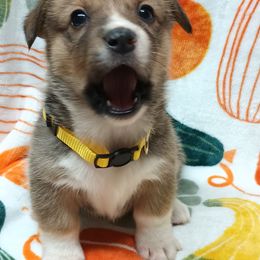 Pembroke Welsh Corgi Puppies from Episode Corgis