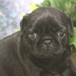 Pug Puppies from Paws In The Valley