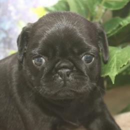 Pug Puppies from Paws In The Valley