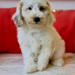 Orange collar - Cream male Goldendoodle puppy in Inman, South Carolina from Grace Filled Golden’s